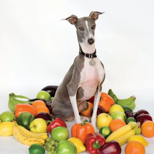 SHELLAC / シェラック / EXCELLENT ITALIAN GREYHOUND (LP)
