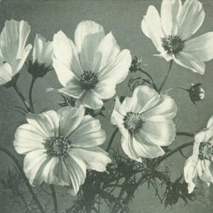 SPINANES / スピネインズ / ARCHES & AISLES