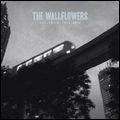WALLFLOWERS / ウォールフラワーズ / COLLECTED : 1996-2005