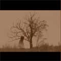 GLACIERS / グレイシャーズ / TROCHLINAE