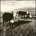 MARK KOZELEK / FINALLY LP