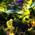 SHEAVY / シェヴィー  / MACHINE THAT WON THE WAR