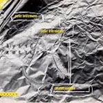 PETER BROTZMANN / ペーター・ブロッツマン / FLYING FEATHERS