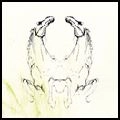 MY BRIGHTEST DIAMOND / マイ・ブライテスト・ダイアモンド / TEAR IT DOWN