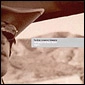 BRIAN JONESTOWN MASSACRE / ブライアン・ジョーンズタウン・マサカー / BRINGING IT ALL BACK HOME-AGAIN