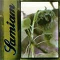 SAMIAM / サマイアム / SAMIAM