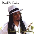 DAVID PIC CONLEY / BIRD OF PARADISE