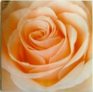Sunny Day Service / サニーデイ･サービス / BEST FLOWER