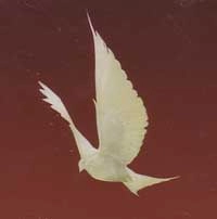 FLOOR / フロアー / DOVE