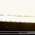 HOLKHAM / KOMATTA SARU
