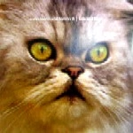 JUSTIN MARTIN AND SAMMY D / JUSTIN MARTIN & SAMMY D / CATS & DOGS