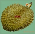 SILENT SPROUT / サイレントスプラウト / ｎｏｓｅ（ＣＤＲ）