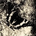 CAINA / SOME PEOPLE FALL