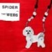 SPIDER AND THE WEBS / FROZEN ROSES