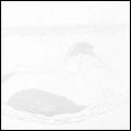 COMMON EIDER, KING EIDER / HOW TO BUILD A CABIN