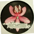 SHENODA / TRUE EP