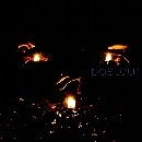 pasteur / パスツール / ｃｅｌｌａ（ＣＤＲ）