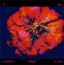 カー / うつほ（ＣＤＲ）