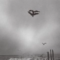 CHIHEI HATAKEYAMA / 畠山地平 / SAUNTER