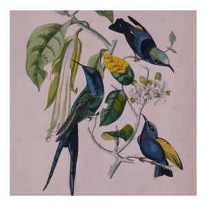 SUSUMU YOKOTA / SAKURA
