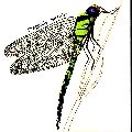 STRAWBS / ストローブス / DRAGONFLY