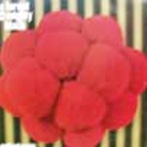 FOREST MIGHTY BLACK / MELLOWDRAMATIC (LP)