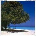 ALBERT HAMMOND / アルバート・ハモンド / 風のララバイ（紙）