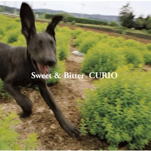 CURIO / スウィート&ビター / SWEET & BITTER