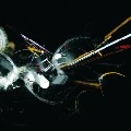 FUNCKARMA / ファンカーマ / PSAR DYMOG