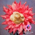 BONNIE PINK / ボニー・ピンク / ｒｅ＊ＰＩＮＫ