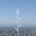 KOBUKURO / コブクロ / 蕾（初回）