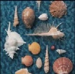 SPITZ / スピッツ / CYCLE HIT 1991-1997 Spitz Complete Single Collection