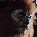 HIROMI GO / 郷ひろみ / 獣は裸になりたがる