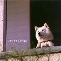 SHINJI TANIMURA / 谷村新司 / いい日旅立ち