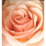 Sunny Day Service / サニーデイ･サービス / Best Flower -B side collection-