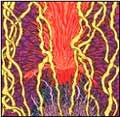 ZOZOBRA / ゾゾブラ / ＨＡＲＭＯＮＩＣ　ＴＲＥＭＯＲＳ