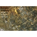 FENNESZ+SAKAMOTO / フェネス+坂本龍一 / SALA SANTA CECILIA