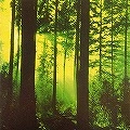 THY SERPENT / FORESTS OF WITCHERY