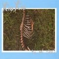 XIU XIU / シュ・シュ / TU MI PIACI
