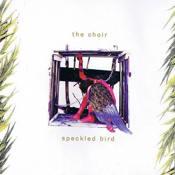 CHOIR / クワイアー / SPECKLED BIRD