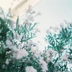 麓健一 / あるいはその夏は（ＣＤＲ）
