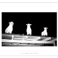 AOKI TAKAMASA / 青木孝允 / ＦＲＡＣＴＡＬＩＺＥＤ