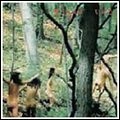 SIGUR ROS / シガー・ロス / GOBBLEDIGOOK REMIXES