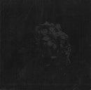 獅音 / ＲＥＧＵＬＵＳ