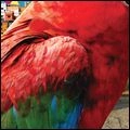 EL GUINCHO / エル・ギンチョ / KALISE (YT/MAD DECENT) REMIXIES