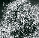 soulglam / ｈｉｓｅｎｃｅ（ＣＤＲ）