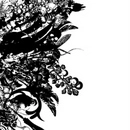殻 / 分裂後