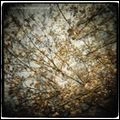 HORSE FEATHERS / ホース・フェザーズ / ＴＨＩＳＴＬＥＤ　ＳＰＲＩＮＧ