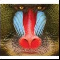 SUCKERS / サッカーズ / WILD SMILE