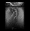 KORGONTHURUS / MARRAS